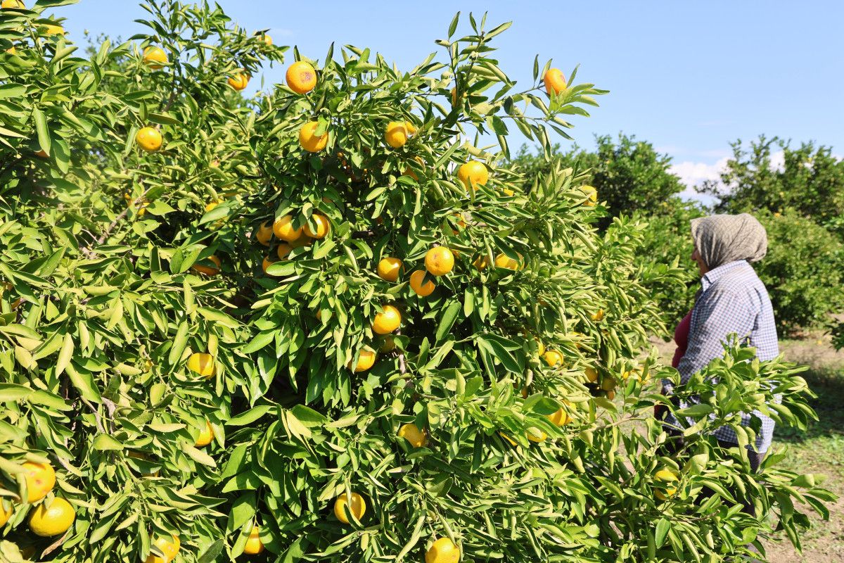 Adana'da yetiştirilen mandalina Türkiye'nin dört bir yanına gidiyor: Fiyatı sadece 8 TL 1 adanada yetistirilen mandalina turkiyenin dort bir yanina gidiyor fiyati sadece 8 tl 0 mhdDtyFc
