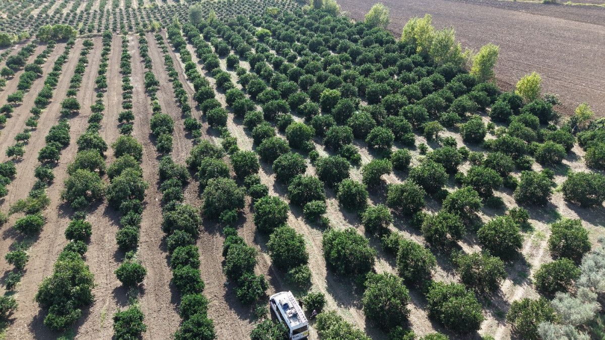 Adana'da yetiştirilen mandalina Türkiye'nin dört bir yanına gidiyor: Fiyatı sadece 8 TL 2 adanada yetistirilen mandalina turkiyenin dort bir yanina gidiyor fiyati sadece 8 tl 1 c64SUIcJ
