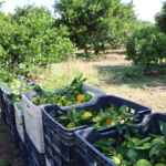 Adana'da yetiştirilen mandalina Türkiye'nin dört bir yanına gidiyor: Fiyatı sadece 8 TL 13 adanada-yetistirilen-mandalina-turkiyenin-dort-bir-yanina-gidiyor-fiyati-sadece-8-tl-viCTEFZ2.jpg