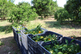 Adana'da yetiştirilen mandalina Türkiye'nin dört bir yanına gidiyor: Fiyatı sadece 8 TL 3 adanada-yetistirilen-mandalina-turkiyenin-dort-bir-yanina-gidiyor-fiyati-sadece-8-tl-viCTEFZ2.jpg