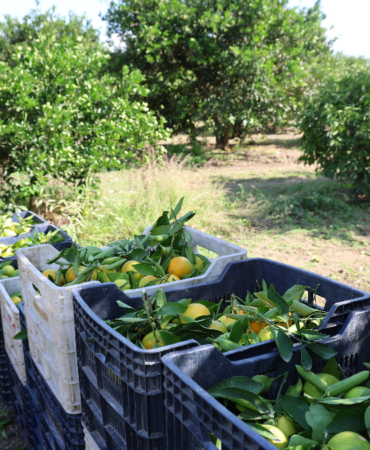 Adana'da yetiştirilen mandalina Türkiye'nin dört bir yanına gidiyor: Fiyatı sadece 8 TL 4 adanada-yetistirilen-mandalina-turkiyenin-dort-bir-yanina-gidiyor-fiyati-sadece-8-tl-viCTEFZ2.jpg