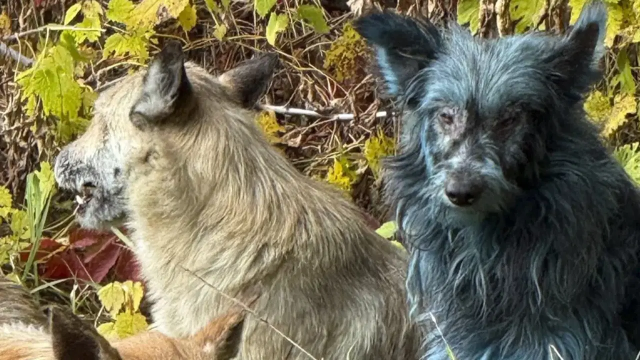 Çernobil’de neler oluyor? 'Mavi köpekler' görüldü 1 cernobilde neler oluyor mavi kopekler goruldu 0 ZmatwjAT