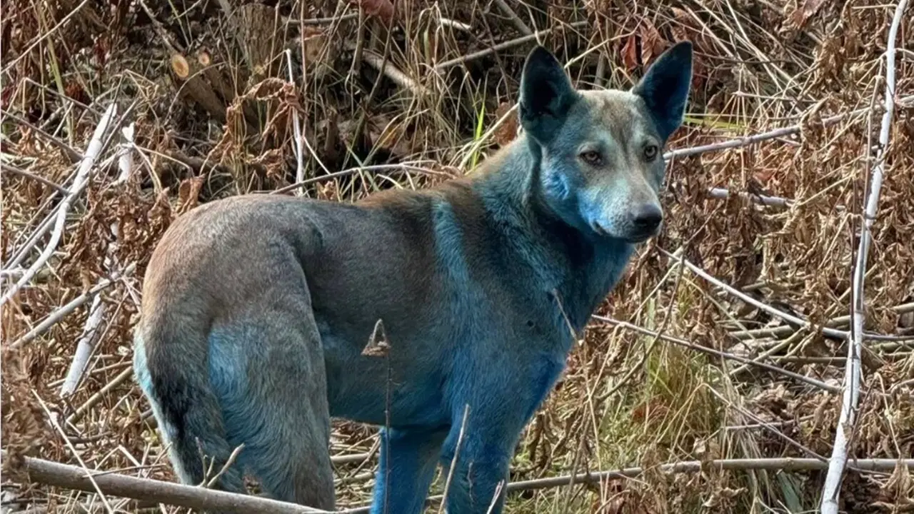 Çernobil’de neler oluyor? 'Mavi köpekler' görüldü 16 cernobilde-neler-oluyor-mavi-kopekler-goruldu-4fwJUHBk.jpg