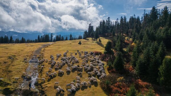 Karadeniz yaylaları sonbahar renklerine büründü: Yeşil, kızıl ve altın tonlarıyla buluştu 3 karadeniz yaylalari sonbahar renklerine burundu yesil kizil ve altin tonlariyla bulustu 2 eYzdsOXV