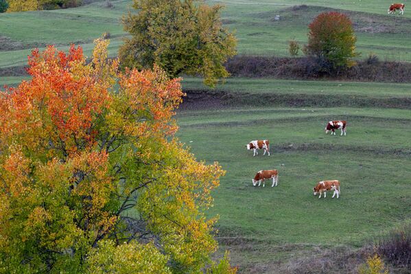 Karadeniz yaylaları sonbahar renklerine büründü: Yeşil, kızıl ve altın tonlarıyla buluştu 5 karadeniz yaylalari sonbahar renklerine burundu yesil kizil ve altin tonlariyla bulustu 4 vUmCzGaj