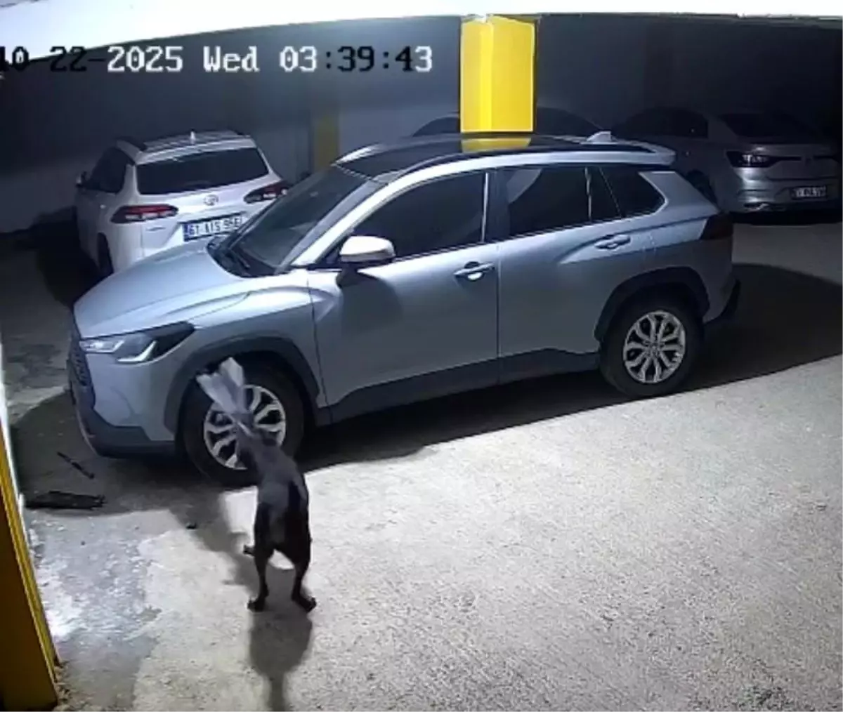 Kediyi Kovalamak İçin Araca Zarar Verdiler 4 kediyi-kovalamak-icin-araca-zarar-verdiler-6wp8mNO1.jpg