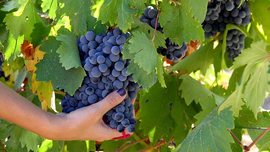 Kış aylarında neden nar ve üzüm suyu içmeliyiz? 3 kis aylarinda neden nar ve uzum suyu icmeliyiz 2 ghLyPl6F