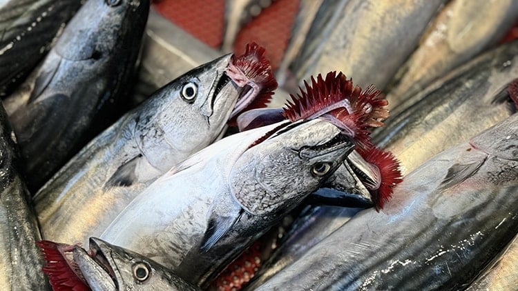 Ordu'da palamudun tanesi 150 liradan satılıyor 1 orduda palamudun tanesi 150 liradan satiliyor 0 WVBtVuRY