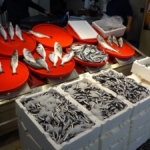 Trabzon'da palamut sezonu başlamadan bitti 5 trabzonda-palamut-sezonu-baslamadan-bitti-kNAVa1ti.jpg