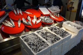 Trabzon'da palamut sezonu başlamadan bitti 2 trabzonda-palamut-sezonu-baslamadan-bitti-kNAVa1ti.jpg