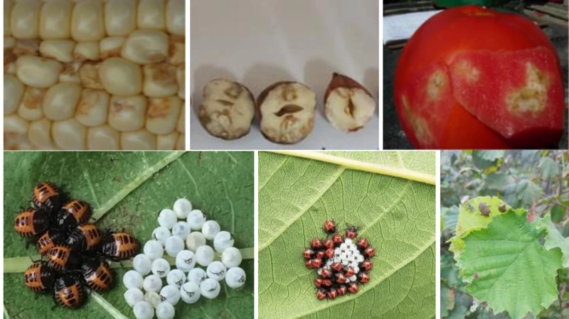 Türkiye kahverengi kokarca böceğini konuşuyor: Nasıl mücadele edilebilir? 3 turkiye kahverengi kokarca bocegini konusuyor nasil mucadele edilebilir 2 mVH44eSO