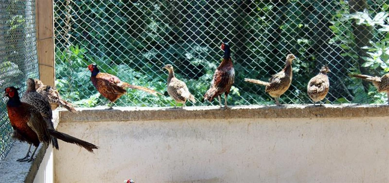 Türkiye kahverengi kokarca böceğini konuşuyor: Nasıl mücadele edilebilir? 5 turkiye kahverengi kokarca bocegini konusuyor nasil mucadele edilebilir 4 eztA8OcQ