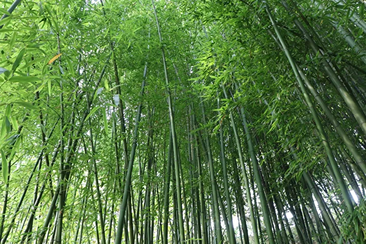 Hobi olarak başladı 500 bin TL kazandı: Memleketinde bambu yetiştiriyor 1 hobi olarak basladi 500 bin tl kazandi memleketinde bambu yetistiriyor 0 piDS945G