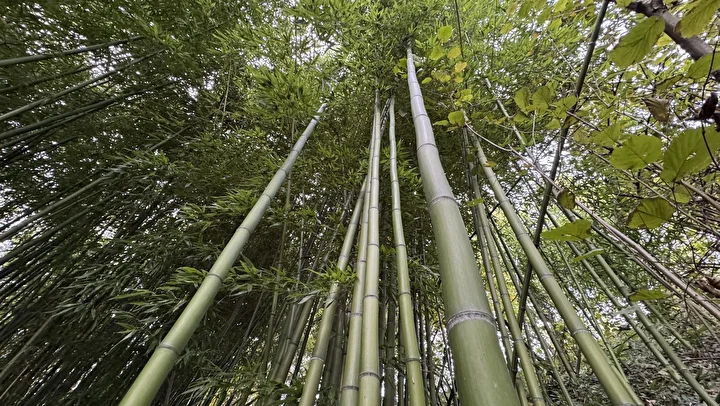 Hobi olarak başladı 500 bin TL kazandı: Memleketinde bambu yetiştiriyor 7 hobi olarak basladi 500 bin tl kazandi memleketinde bambu yetistiriyor 3 i86cd62Z