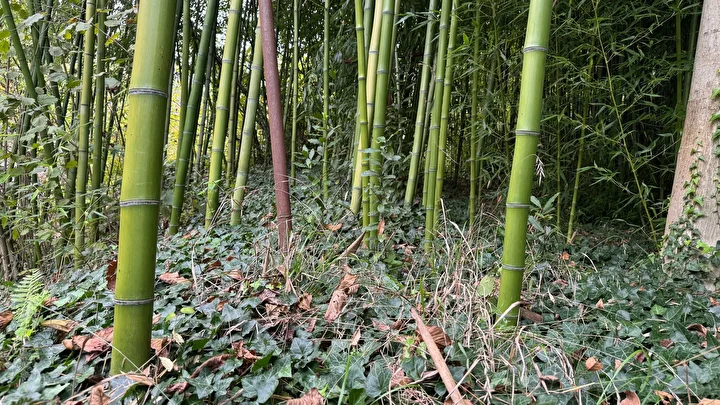 Hobi olarak başladı 500 bin TL kazandı: Memleketinde bambu yetiştiriyor 8 hobi olarak basladi 500 bin tl kazandi memleketinde bambu yetistiriyor 4 7u5Ruzl8