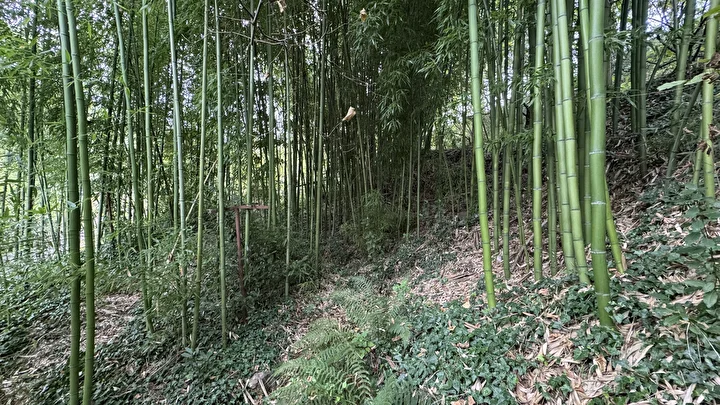 Hobi olarak başladı 500 bin TL kazandı: Memleketinde bambu yetiştiriyor 9 hobi olarak basladi 500 bin tl kazandi memleketinde bambu yetistiriyor 5 E4SMFJ1q