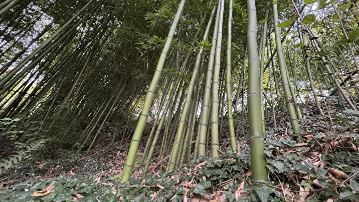 Hobi olarak başladı 500 bin TL kazandı: Memleketinde bambu yetiştiriyor 10 hobi olarak basladi 500 bin tl kazandi memleketinde bambu yetistiriyor 6 bD4lqFuF