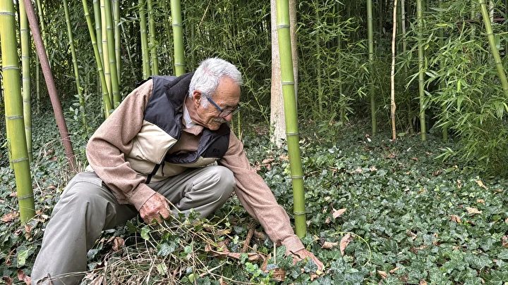 Hobi olarak başladı 500 bin TL kazandı: Memleketinde bambu yetiştiriyor 11 hobi olarak basladi 500 bin tl kazandi memleketinde bambu yetistiriyor 7 Y9JT6U3Z