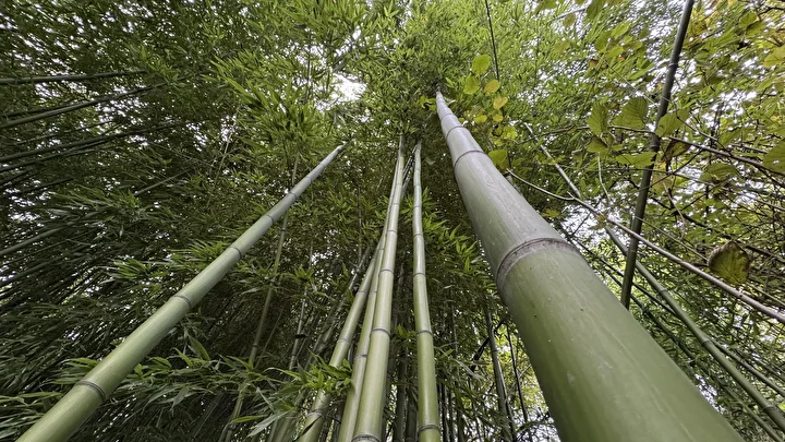 Hobi olarak başladı 500 bin TL kazandı: Memleketinde bambu yetiştiriyor 12 hobi olarak basladi 500 bin tl kazandi memleketinde bambu yetistiriyor 8 S1mGpjRu