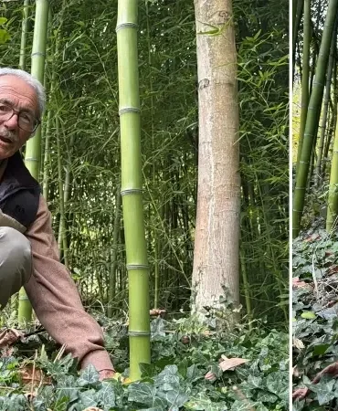 hobi-olarak-basladi-500-bin-tl-kazandi-memleketinde-bambu-yetistiriyor-XxFyQ2NS.webp