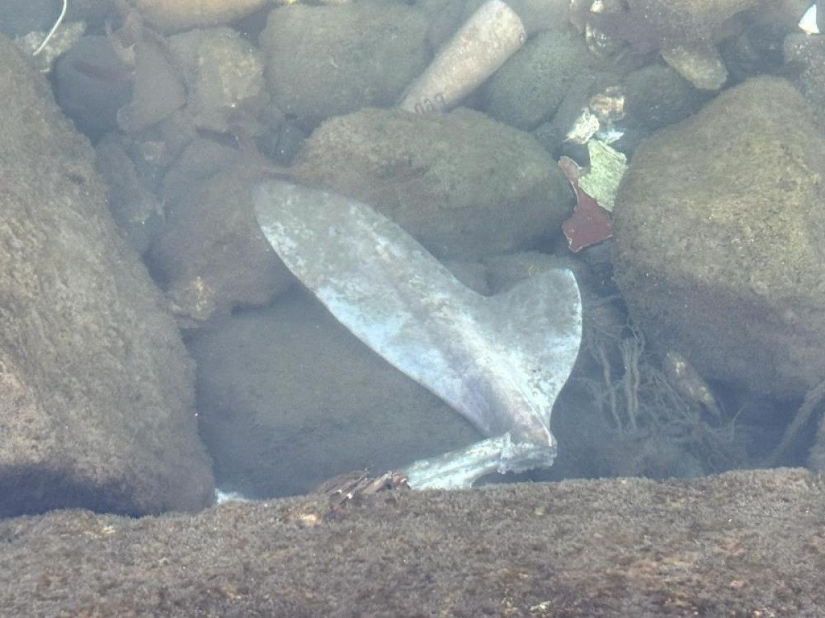 Karadeniz kıyılarında köpekbalığı hareketliliği 5 karadeniz kiyilarinda kopekbaligi hareketliligi 1 MBKMb1Ez