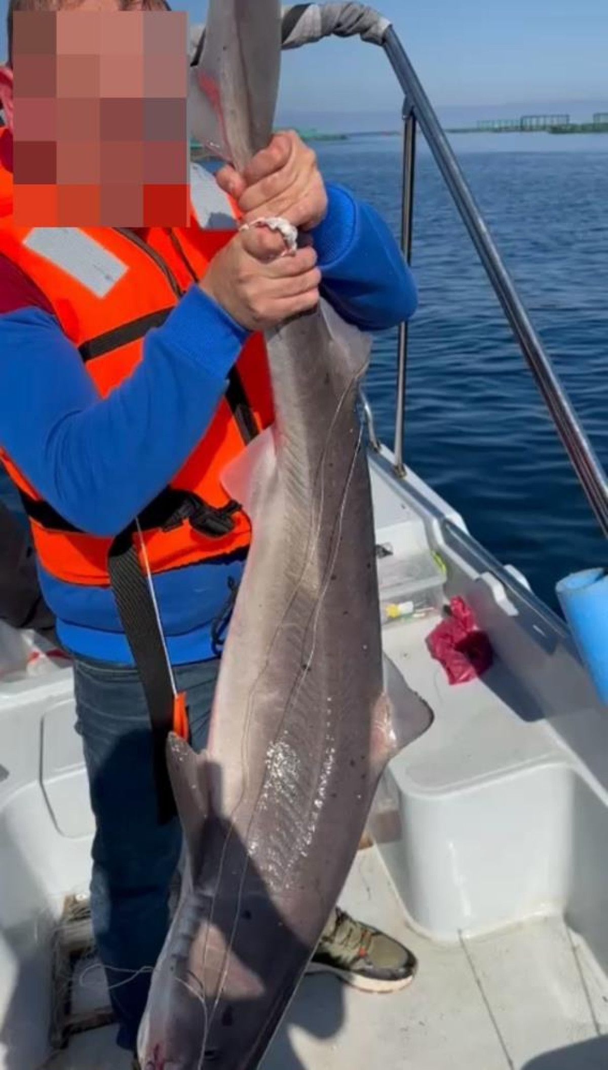 Karadeniz kıyılarında köpekbalığı hareketliliği 6 karadeniz kiyilarinda kopekbaligi hareketliligi 2