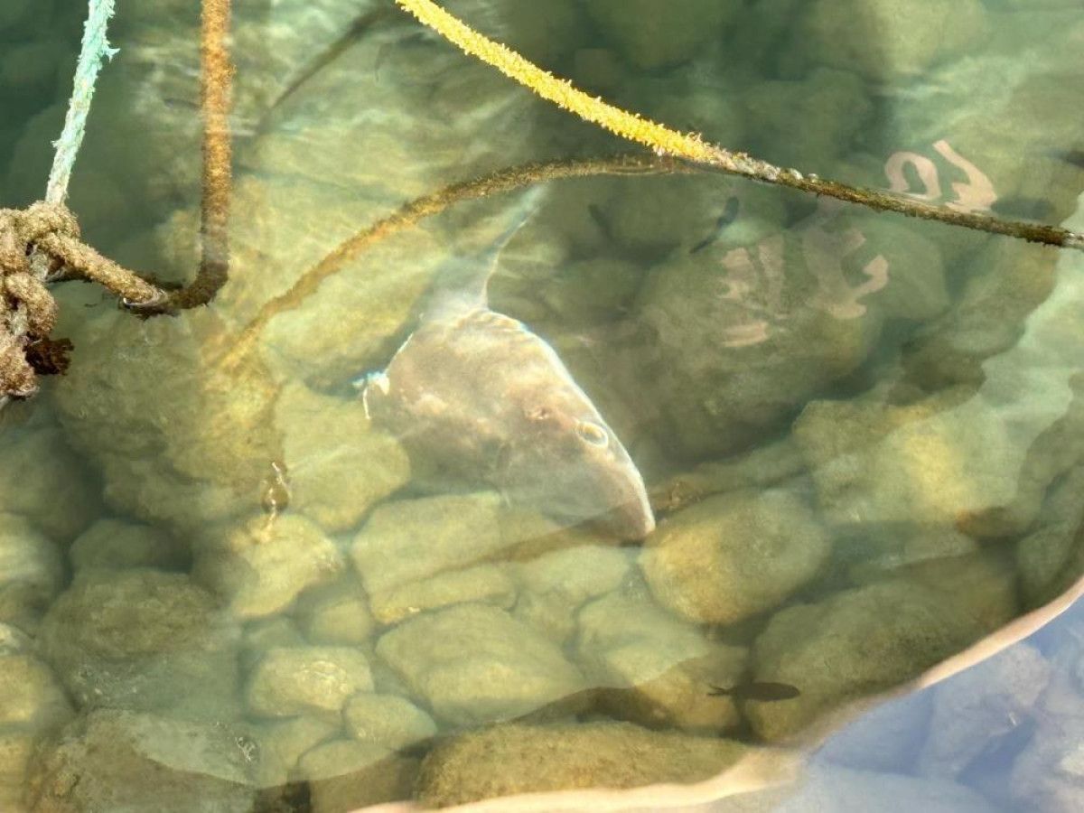 Karadeniz kıyılarında köpekbalığı hareketliliği 7 karadeniz kiyilarinda kopekbaligi hareketliligi 3 3pTXGG8B