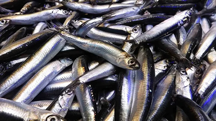 Karadeniz son 35 yılın en bereketli hamsi sezonunu yaşıyor 1 karadeniz son 35 yilin en bereketli hamsi sezonunu yasiyor 0 DSz1CMTM