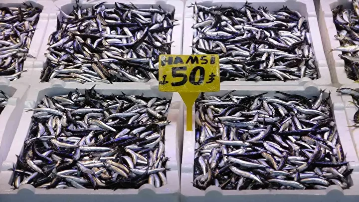 Karadeniz son 35 yılın en bereketli hamsi sezonunu yaşıyor 5 karadeniz son 35 yilin en bereketli hamsi sezonunu yasiyor 1