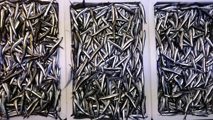 Karadeniz son 35 yılın en bereketli hamsi sezonunu yaşıyor 7 karadeniz son 35 yilin en bereketli hamsi sezonunu yasiyor 3 j227v5jG