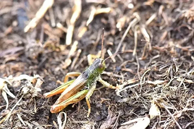 Karadeniz'de yeni bir böcek türü bulundu: 3 ilde tespit edildi tüm dünyaya duyuruldu 1 karadenizde yeni bir bocek turu bulundu 3 ilde tespit edildi tum dunyaya duyuruldu 0 ZMNEy6pL