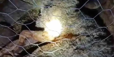 surmene-de-coban-kopekleri-kurt-saldirisini-onledi-1200-857128