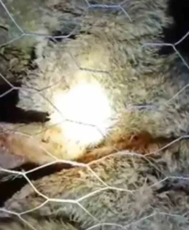 surmene-de-coban-kopekleri-kurt-saldirisini-onledi-1200-857128