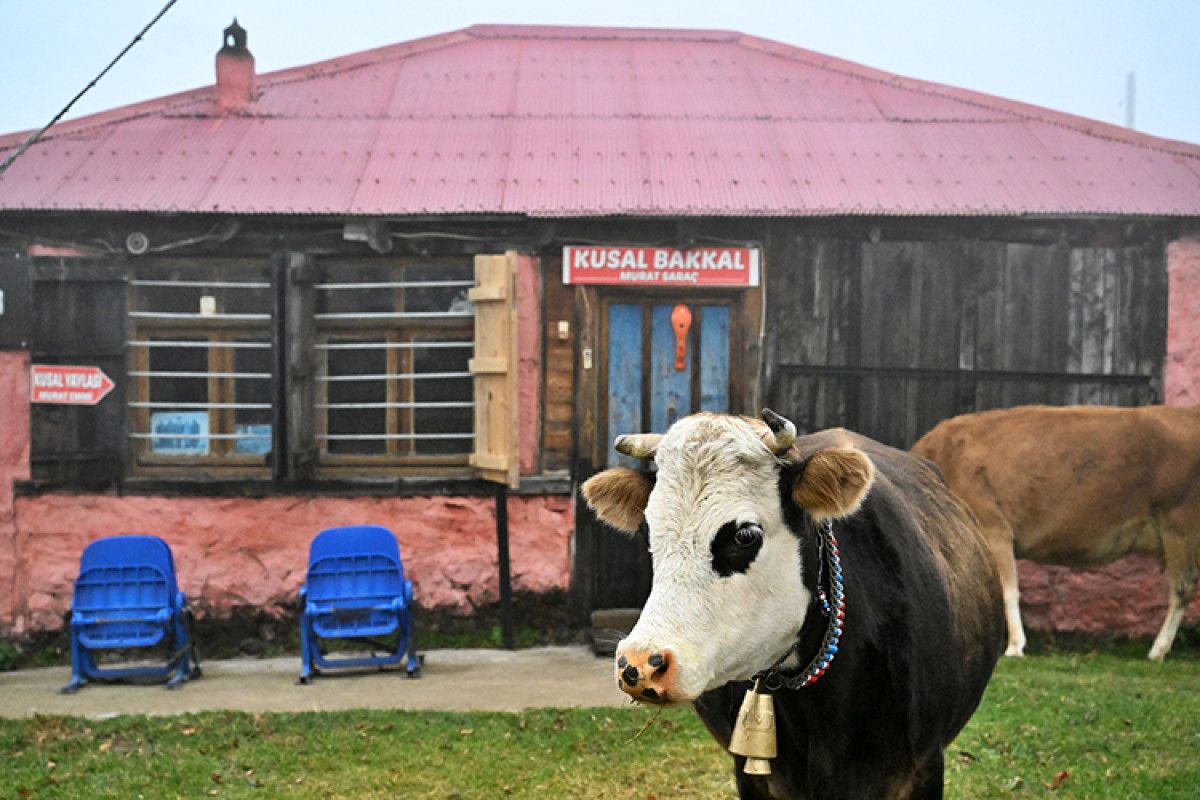 Trabzon yaylasında yarım asırlık bakkal 7 trabzon yaylasinda yarim asirlik bakkal 3 dQTLJAHV