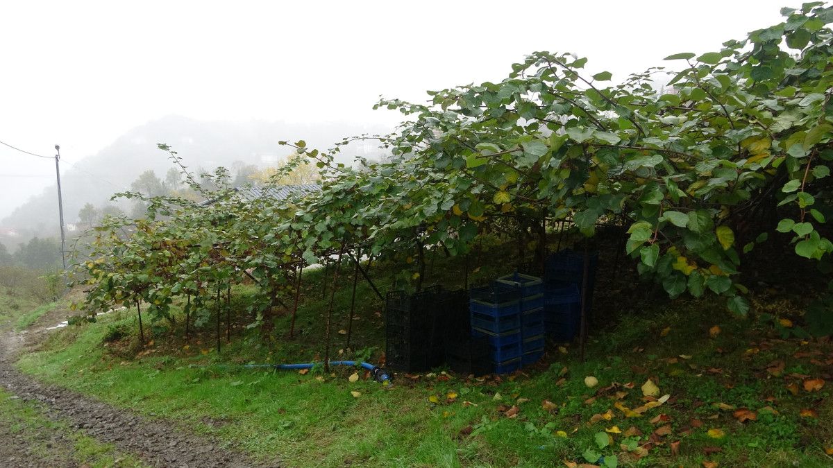 Trabzon'da kivi hasadı başladı! İran’dan gelen kivi fiyatları zorluyor 4 trabzonda kivi hasadi basladi irandan gelen kivi fiyatlari zorluyor 0 mzX9mai6