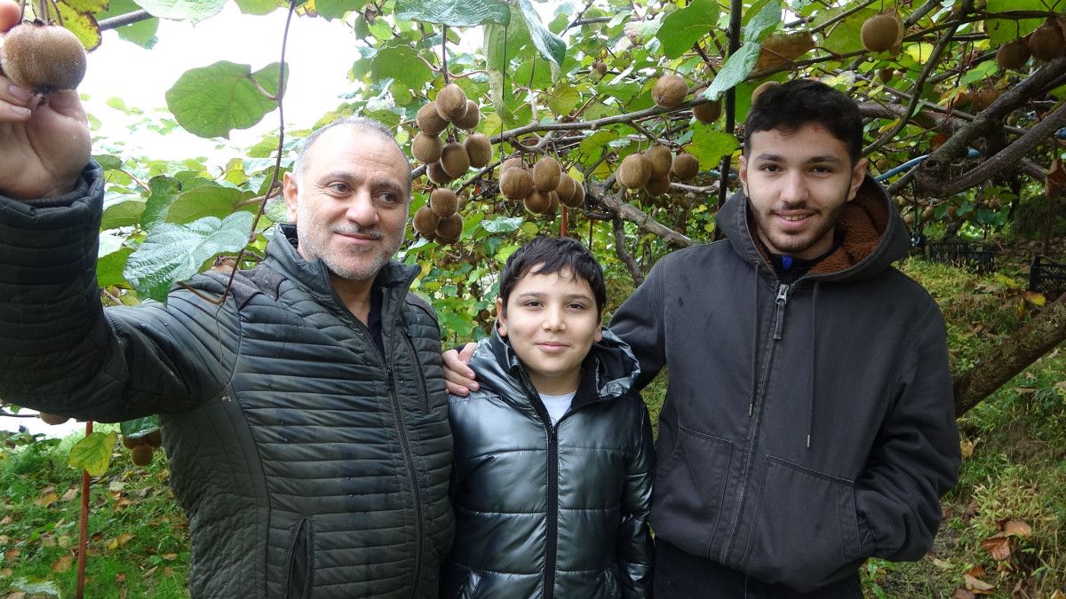 Trabzon'da kivi hasadı başladı! İran’dan gelen kivi fiyatları zorluyor 5 trabzonda kivi hasadi basladi irandan gelen kivi fiyatlari zorluyor 1 26qcJp33