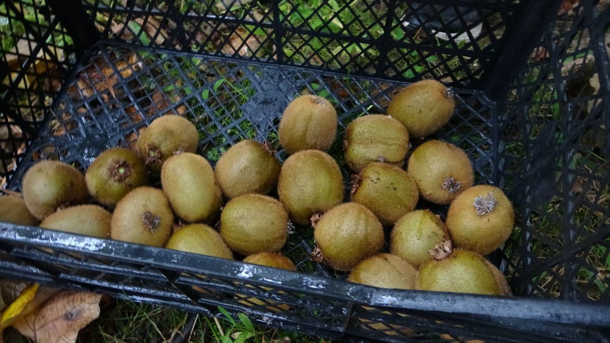 Trabzon'da kivi hasadı başladı! İran’dan gelen kivi fiyatları zorluyor 6 trabzonda kivi hasadi basladi irandan gelen kivi fiyatlari zorluyor 2 Nw1p2uSg