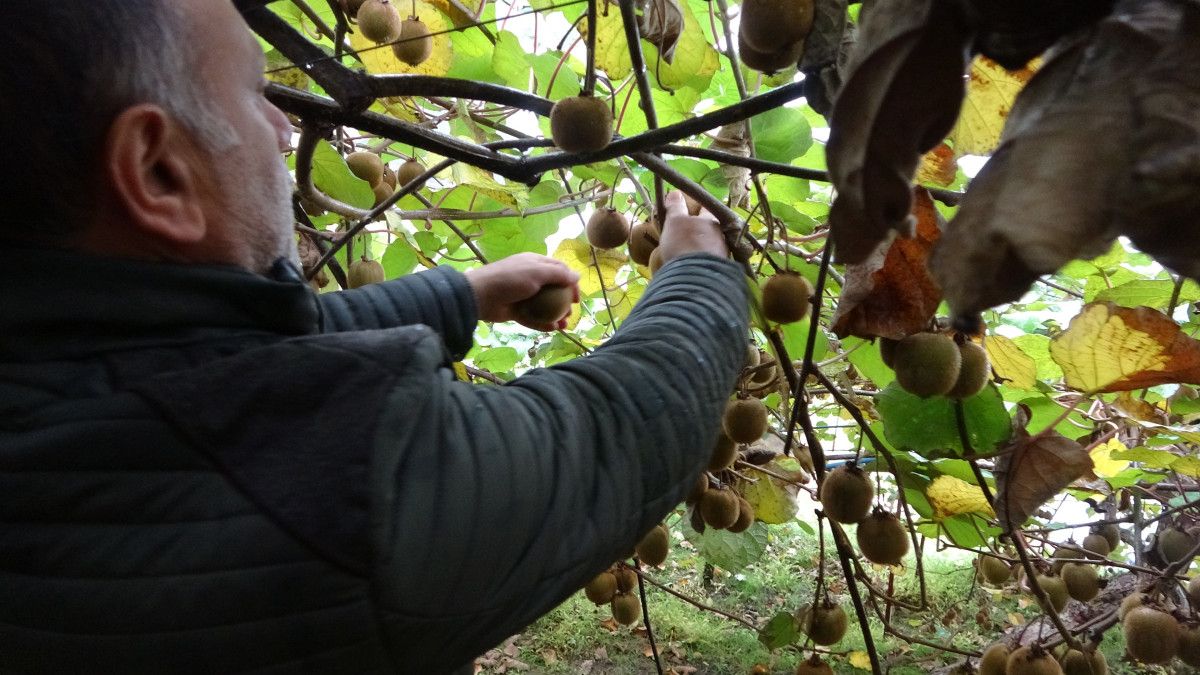 Trabzon'da kivi hasadı başladı! İran’dan gelen kivi fiyatları zorluyor 7 trabzonda kivi hasadi basladi irandan gelen kivi fiyatlari zorluyor 3 CAPzU7HM