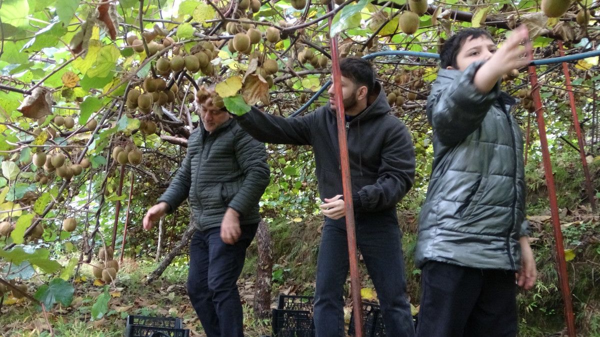 Trabzon'da kivi hasadı başladı! İran’dan gelen kivi fiyatları zorluyor 8 trabzonda kivi hasadi basladi irandan gelen kivi fiyatlari zorluyor 4 BDPfwynB