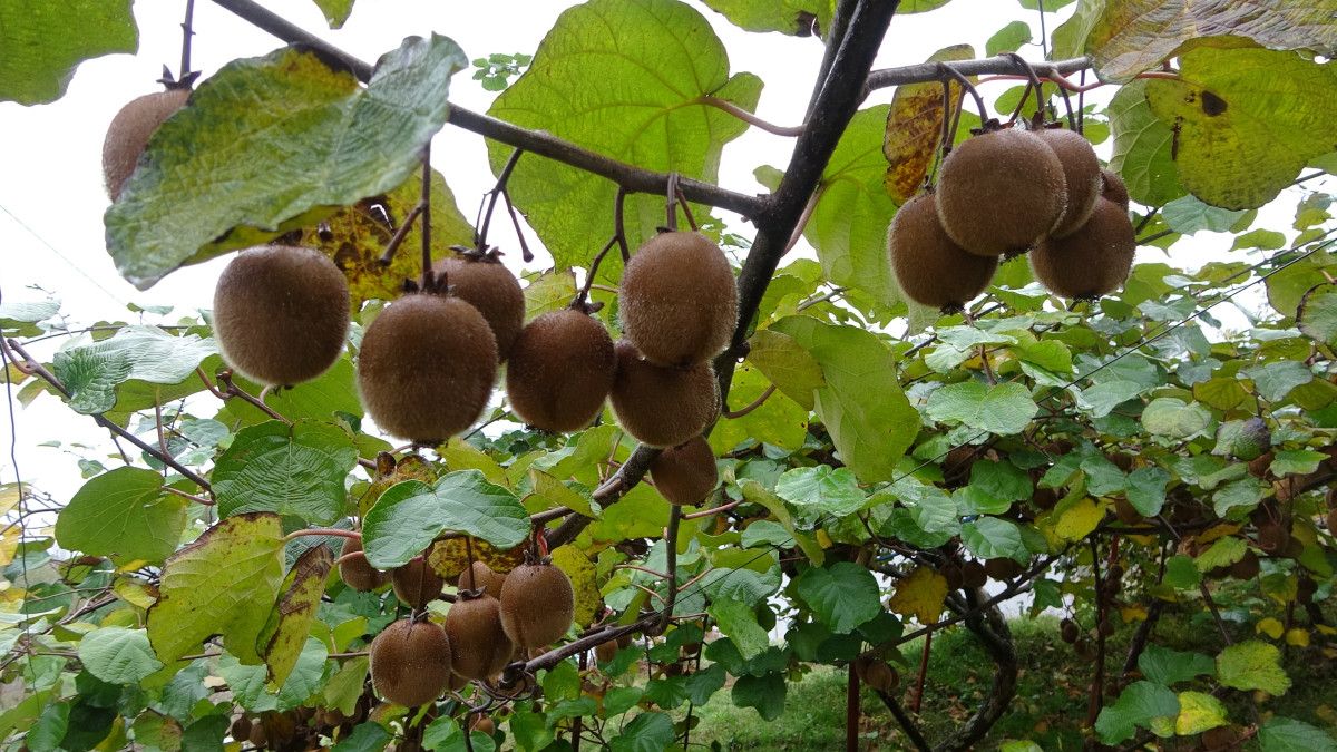 Trabzon'da kivi hasadı başladı! İran’dan gelen kivi fiyatları zorluyor 9 trabzonda kivi hasadi basladi irandan gelen kivi fiyatlari zorluyor 5 z1vs425g