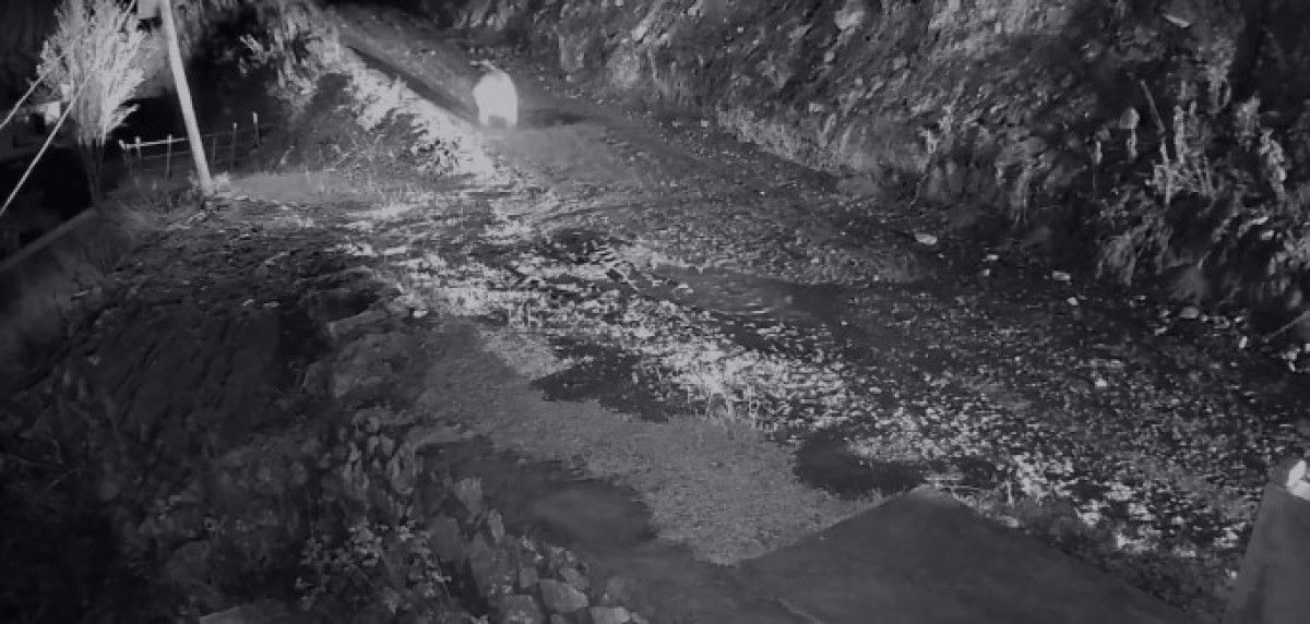 Trabzon'da mahalleliyi canından bezdiren ayı 4 trabzonda mahalleliyi canindan bezdiren ayi 0 JrNWeXWY