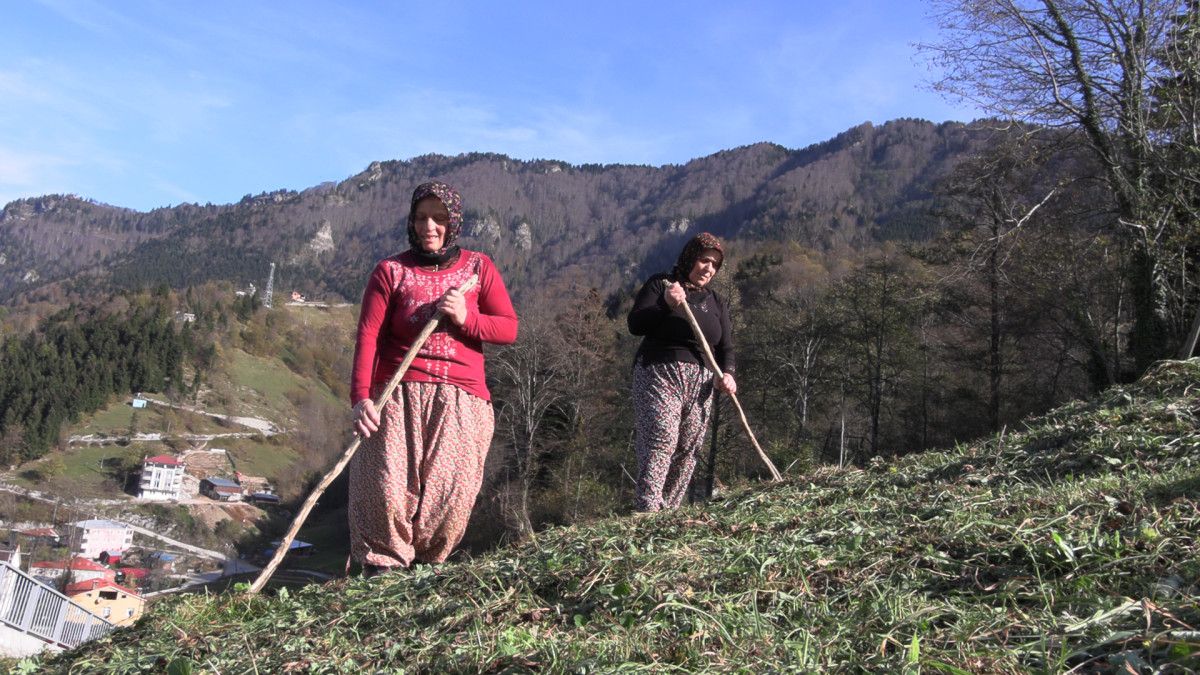 Trabzon'da kadınlar sabah ot biçiyor, akşam maça gidiyor 4 trabzonda kadinlar sabah ot biciyor aksam maca gidiyor 0 rUaLQ54s
