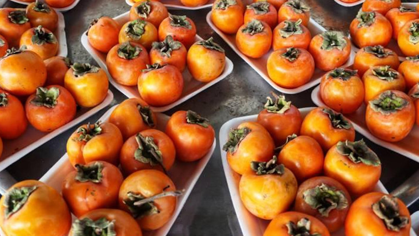 karadenizin altin meyvesi cennet hurmasinin faydalari 1 CvRrvlKG