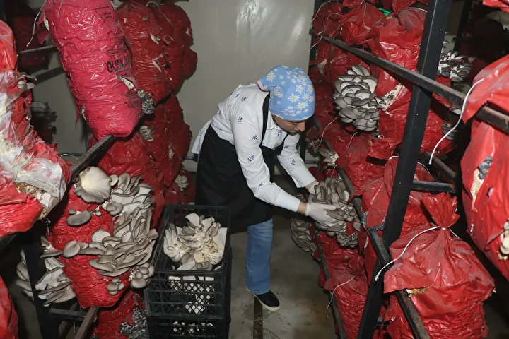 aldiklari destekle hayatlari degisti talebe yetisemiyorlar bes cadirda yilda 60 ton mantar uretiyorlar 2 HGMjiwua