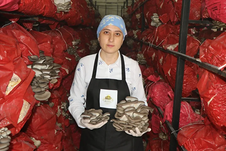 aldiklari destekle hayatlari degisti talebe yetisemiyorlar bes cadirda yilda 60 ton mantar uretiyorlar 3 EMBcCwv7