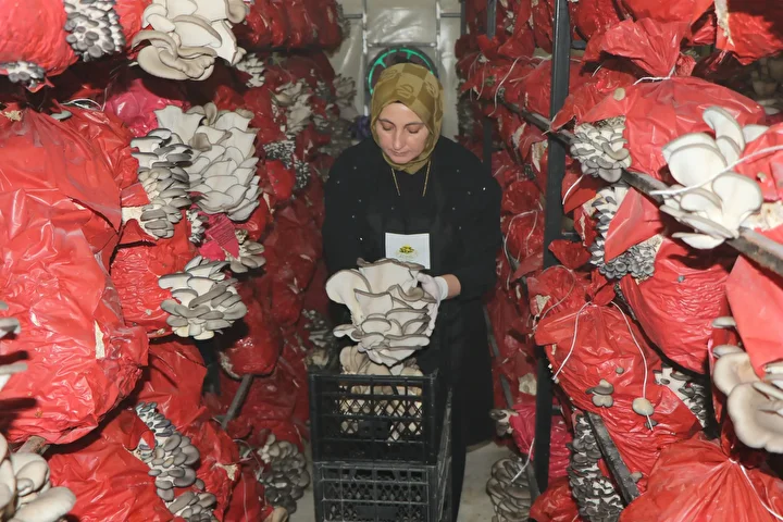 aldiklari destekle hayatlari degisti talebe yetisemiyorlar bes cadirda yilda 60 ton mantar uretiyorlar 4 p5Wh1A9j