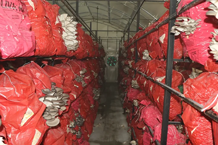 aldiklari destekle hayatlari degisti talebe yetisemiyorlar bes cadirda yilda 60 ton mantar uretiyorlar 5 Qae9Bqpq