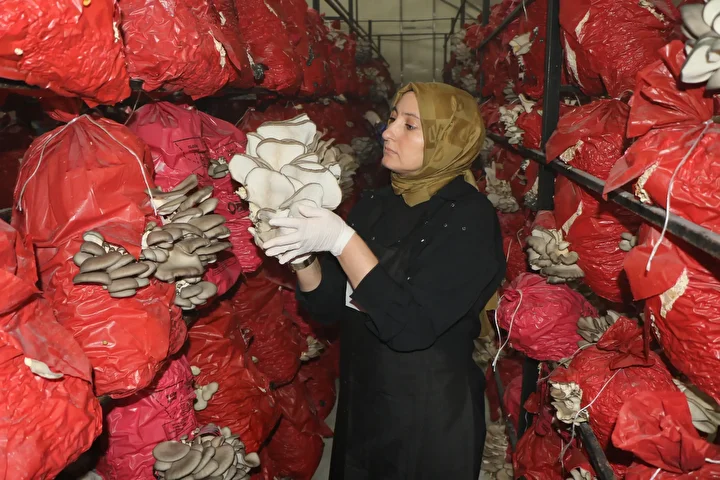 aldiklari destekle hayatlari degisti talebe yetisemiyorlar bes cadirda yilda 60 ton mantar uretiyorlar 6 AKphe2ju