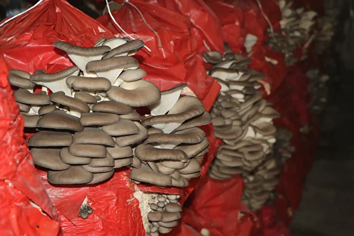 aldiklari destekle hayatlari degisti talebe yetisemiyorlar bes cadirda yilda 60 ton mantar uretiyorlar 7 FYiVQCdb