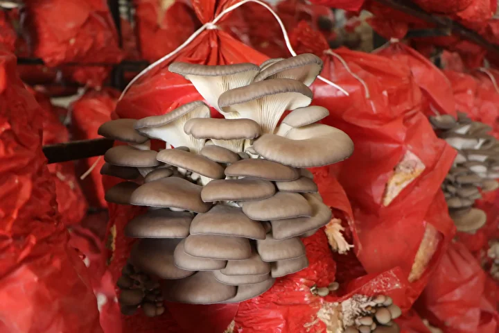 aldiklari destekle hayatlari degisti talebe yetisemiyorlar bes cadirda yilda 60 ton mantar uretiyorlar 8 w5jlpUJF